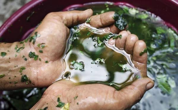 Receita de Banho de Ervas para Amor (próprio) e abre caminhos